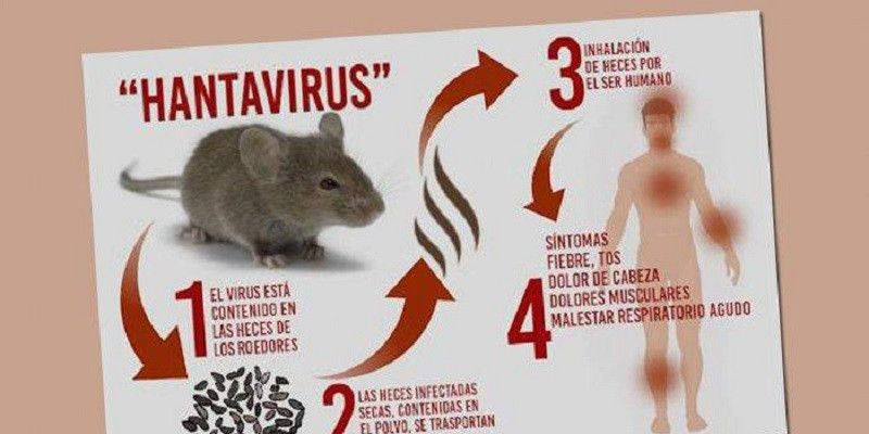 Hantavirus/Net