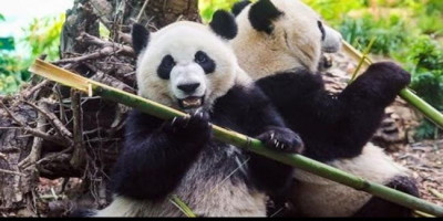 Dua Panda Raksasa Da Mao Dan Er Shun Harus Balik Kampung Ke China Karena Kanada Kekurangan Pasokan Bambu