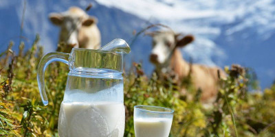 Manfaat Susu Kambing untuk Penderita Asma