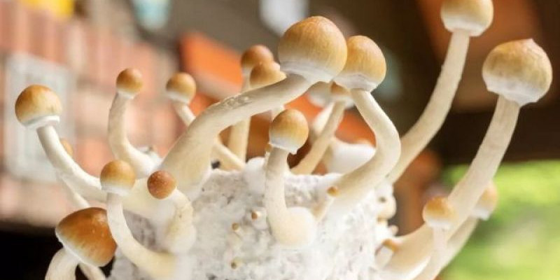 Magic mushroom/Net