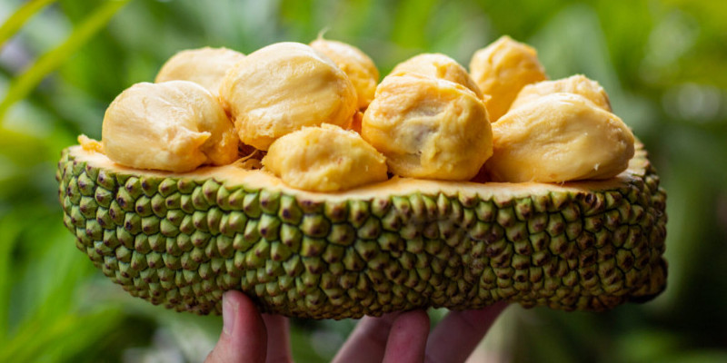 Cempedak, 'ratu'-nya buah nangka/Net