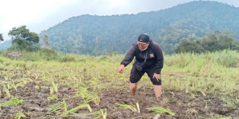 Kerusakan habitat edelweis rawa akbiat balap motor trail di Ranca Upas/Net