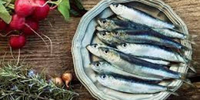 Susu Ikan: Sumber Gizi Kaya dari Alam yang Belum Banyak Dikenal