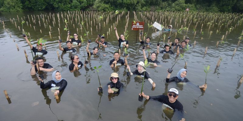 Kegiatan menanam mangrove oleh IKA Usakti (9/11) di Angke, Jakarta Utara. (Ist)