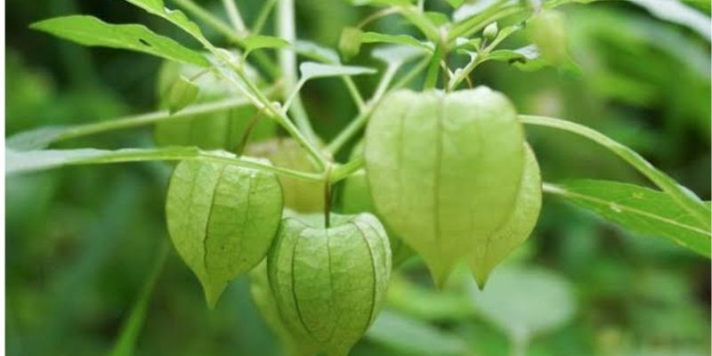 Apakah kamu tahu buah Ciplukan? (Ist)